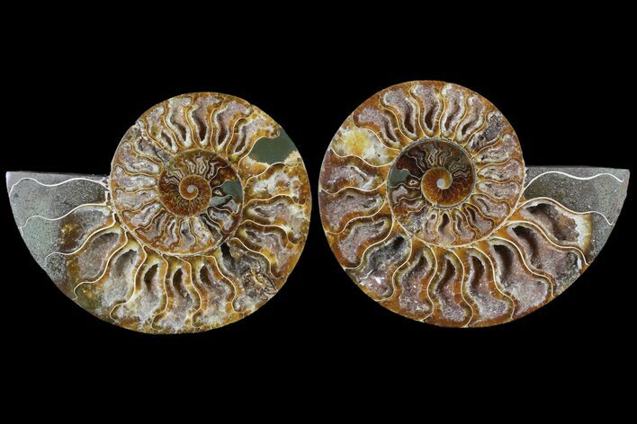 Cut & Polished Ammonite Fossil - Agatized #79710